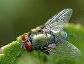 Lucilia sericata, the Green Bottle Fly